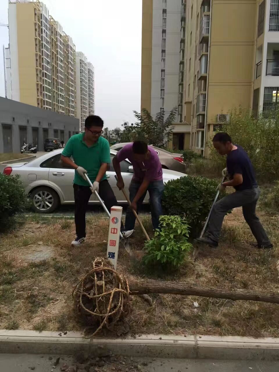 栽樹(shù)(圖1)